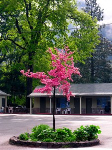 Dunsmuir Lodge Courtyard, Dunsmuir, California